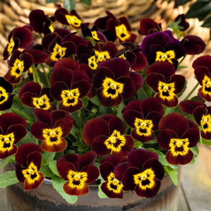 Violka rohatá Admire Ruby Gold - Viola cornuta - prodej semen - 20 ks