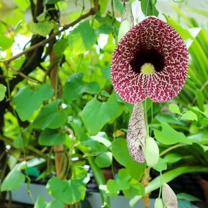 Podražec elegantní - Aristolochia - prodej semen - 5 ks