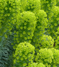 Pryšec statný - Euphorbia characias - prodej semen - 18 ks