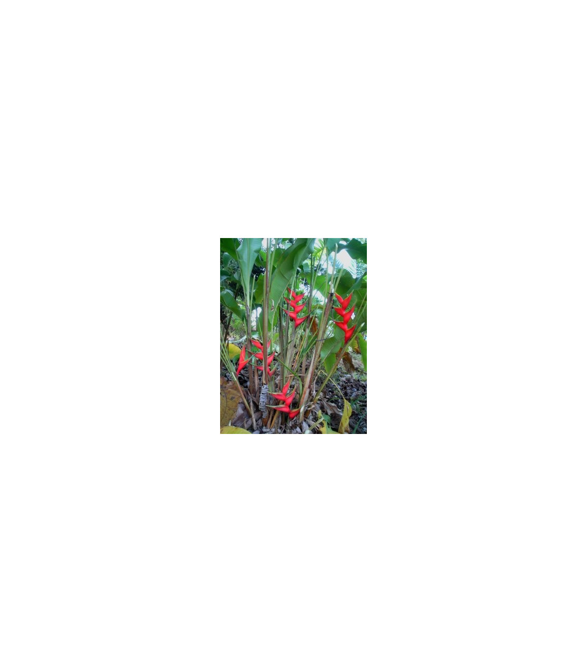 Helikonie (Heliconia aemygdiana)- semena- 5ks