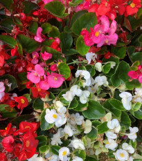 Begonie Nightlife Mix F1 - Begonia semperflorens - prodej semen - 12 ks