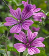 Sléz lesní - Malva sylvestris - prodej semen - 10 ks