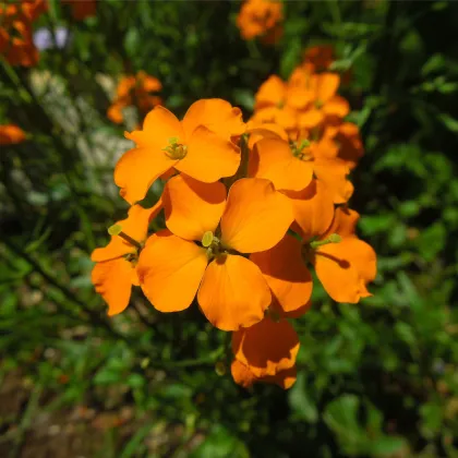 Chejr sibiřský - Cheiranthus allionii - prodej semen - 500 ks