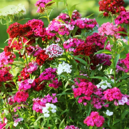 Hvozdík bradatý jednoduchý směs - Dianthus barbatus - prodej semen - 250 ks