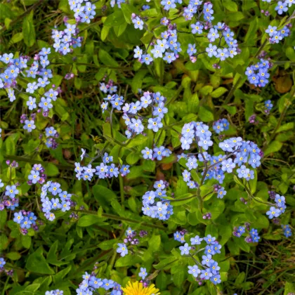 Pomněnka alpinská zakrslá - Myosotis alpestris - prodej semen - 700 ks