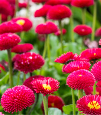 Sedmikráska pomponková červená - Bellis perennis - prodej semen - 500 ks