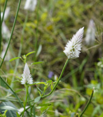 Nevadlec klasnatý bílý - Celosia spicata - prodej semen - 10 ks