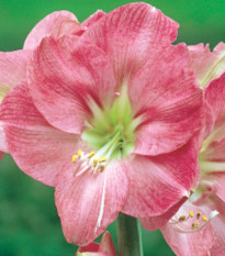 Hvězdník Susan - Hippeastrum - prodej cibulovin - 1 ks