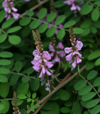 Indigovník barvířský - Indigofera tinctoria - prodej semen - 7 ks