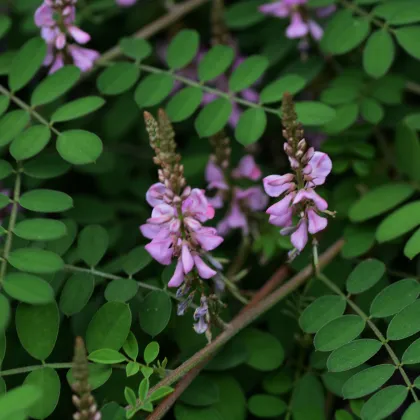 Indigovník barvířský - Indigofera tinctoria - prodej semen - 7 ks