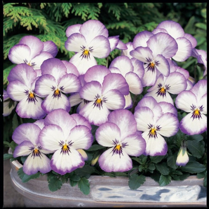 Violka rohatá Sorbet xp Rose - Viola cornuta - prodej semen - 20 ks