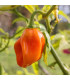 Paprika Habanada - Capsicum Chinense - prodej semen - 10 ks