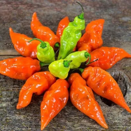 Paprika Habanada - Capsicum Chinense - prodej semen - 10 ks