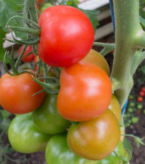 Rajče Ailsa Craig - Solanum lycopersicum - prodej semen - 8 ks