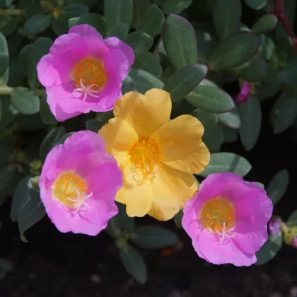 Šrucha směs barev - Portulaca grandiflora - prodej semen - 0,3 g