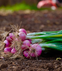 Cibule svazková CN SONI F1 - Allium cepa - prodej semen - 150 ks