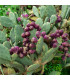 Opuncie poléhavá - Opuntia humifusa - prodej semen - 7 ks