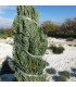 Jalovec virginský - Juniperus virginiana - prodej semen - 5 ks