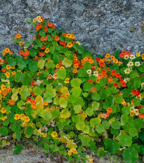 Lichořeřišnice popínavá Doppelte Glanz směs - Tropaeolum majus - prodej semen - 15 ks