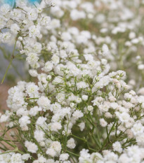 Šáter latnatý bílý - Gypsophila paniculata - prodej semen - 150 ks