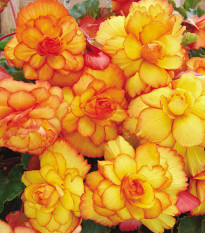 Begonie Picottee - Begonia picottee - prodej cibulovin - 2 ks