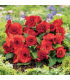 Begonie Nonstop červená - Begonia tuberhybrida - prodej cibulovin - 2 ks