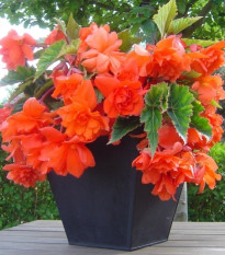 Begonie oranžová - Begonia pendula - prodej cibulovin - 2 ks