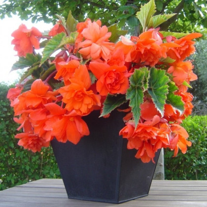 Begonie oranžová - Begonia pendula - prodej cibulovin - 2 ks