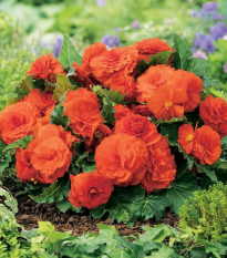 Begonie Nonstop oranžová - Begonia tuberhybrida - prodej cibulovin - 2 ks