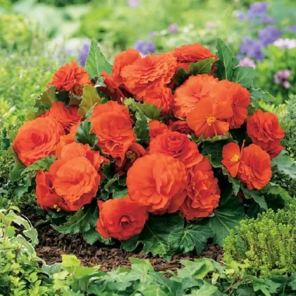 Begonie Nonstop oranžová - Begonia tuberhybrida - prodej cibulovin - 2 ks