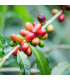 Kávovník arabský Costa Rica 95 - Coffea arabica - prodej semen - 5 ks