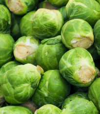 Kapusta růžičková Danet F1 - Brassica oleracea - prodej semen - 40 ks