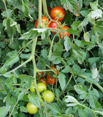 Rajče koktejlové Primabella - Solanum lycopersicum - prodej semen - 6 ks