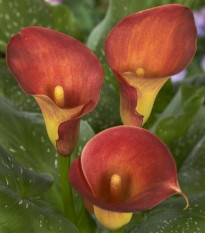 Kala Captain Trinity - Zantedeschia - prodej cibulovin - 1 ks