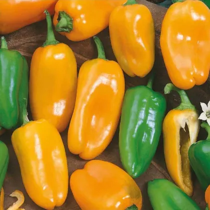 Paprika roční Hamík - Capsicum annuum - prodej semen - 20 ks