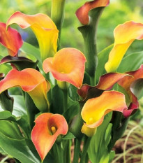 Kala Captain Lido - Zantedeschia - prodej cibulovin - 1 ks