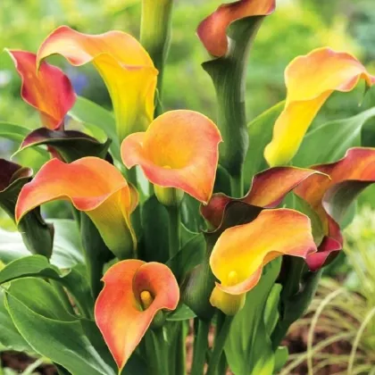 Kala Captain Lido - Zantedeschia - prodej cibulovin - 1 ks