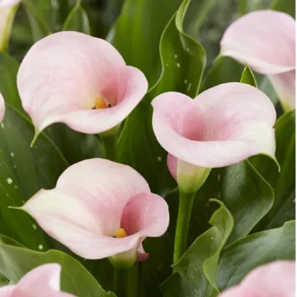 Kala Captain Melrose - Zantedeschia - prodej cibulovin - 1 ks