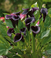 Kala Odessa - Zantedeschia - prodej cibulovin - 1 ks