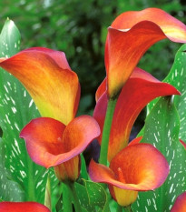 Kala Mango - Zantedeschia - prodej cibulovin - 1 ks