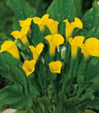 Kala Florex Gold - Zantedeschia - prodej cibulovin - 1 ks