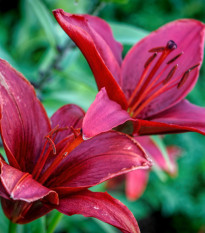 Lilie Purple Dream – Lilium asiatica – cibuloviny – prodej lilií