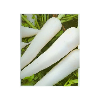 Ředkev setá bílá - Rahpanus sativus - prodej semen bílé ředkve - 1 gr