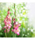 Gladiol Priscilla - Gladiolus - prodej cibulovin - 3 ks