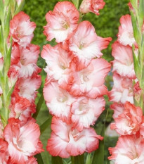 Gladiol Pink Lady - Gladiolus - prodej cibulovin - 3 ks