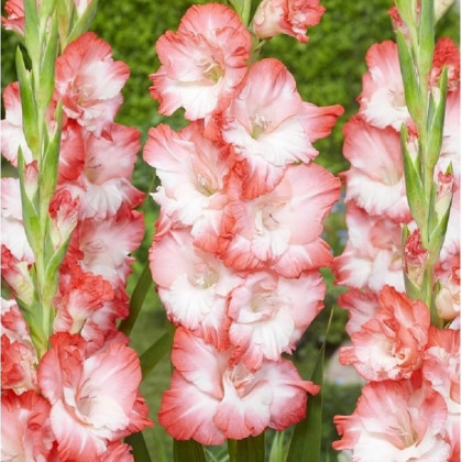Gladiol Pink Lady - Gladiolus - prodej cibulovin - 3 ks
