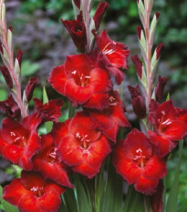 Gladiol Azuro - Gladiolus - prodej cibulovin - 3 ks