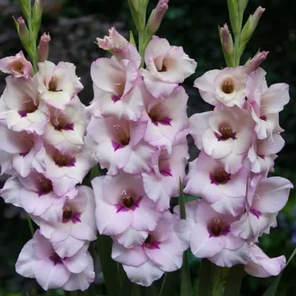 Gladiol Venezia - Gladiolus - prodej cibulovin - 3 ks