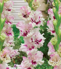 Gladiol Mezja - Gladiolus - prodej cibulovin - 3 ks