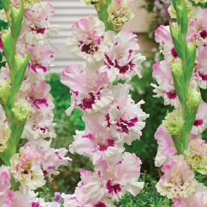 Gladiol Mezja - Gladiolus - prodej cibulovin - 3 ks